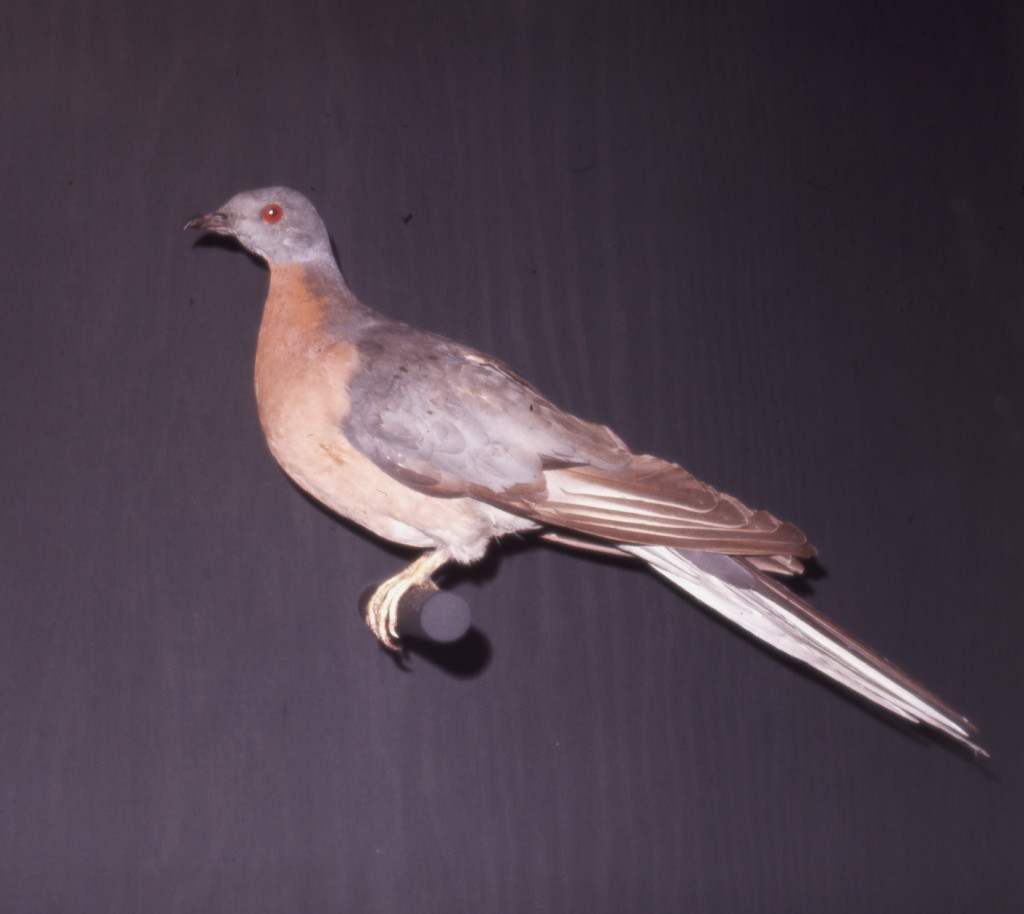 A mounted passenger pigeon (Ectopistes migratorius) from the Huron County Museum collection, Object ID: N000.1713.
