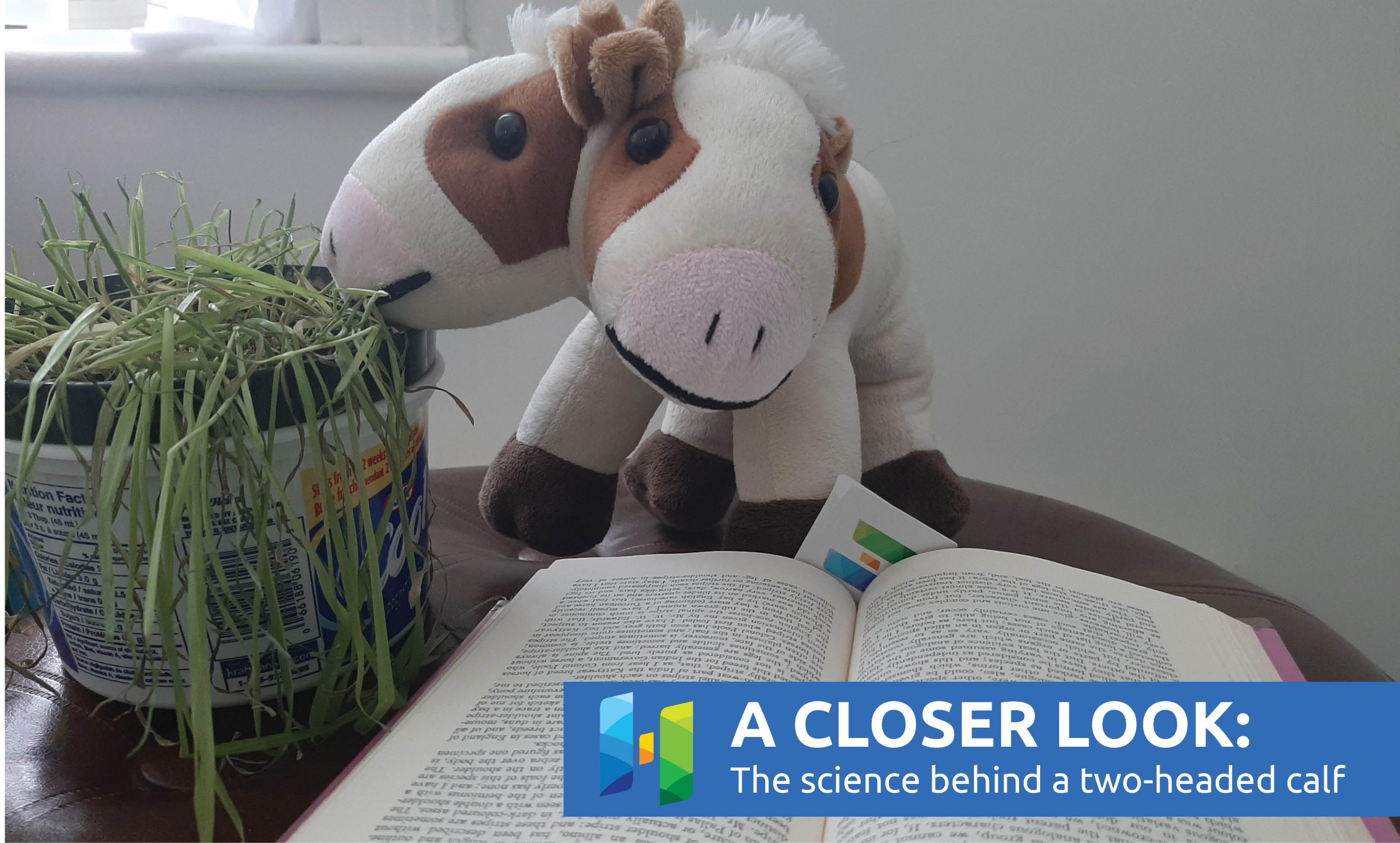 Closer look at the science behind a two-headed calf