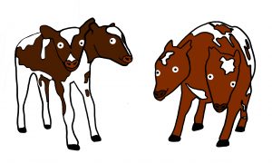 two-headed calf illustrations