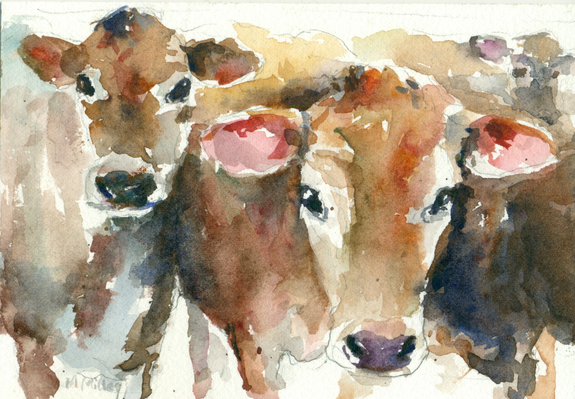 Watercolour painting of cattle in herd. Close-up of the faces of two Jersey cows, looking straight ahead to artist/audience.