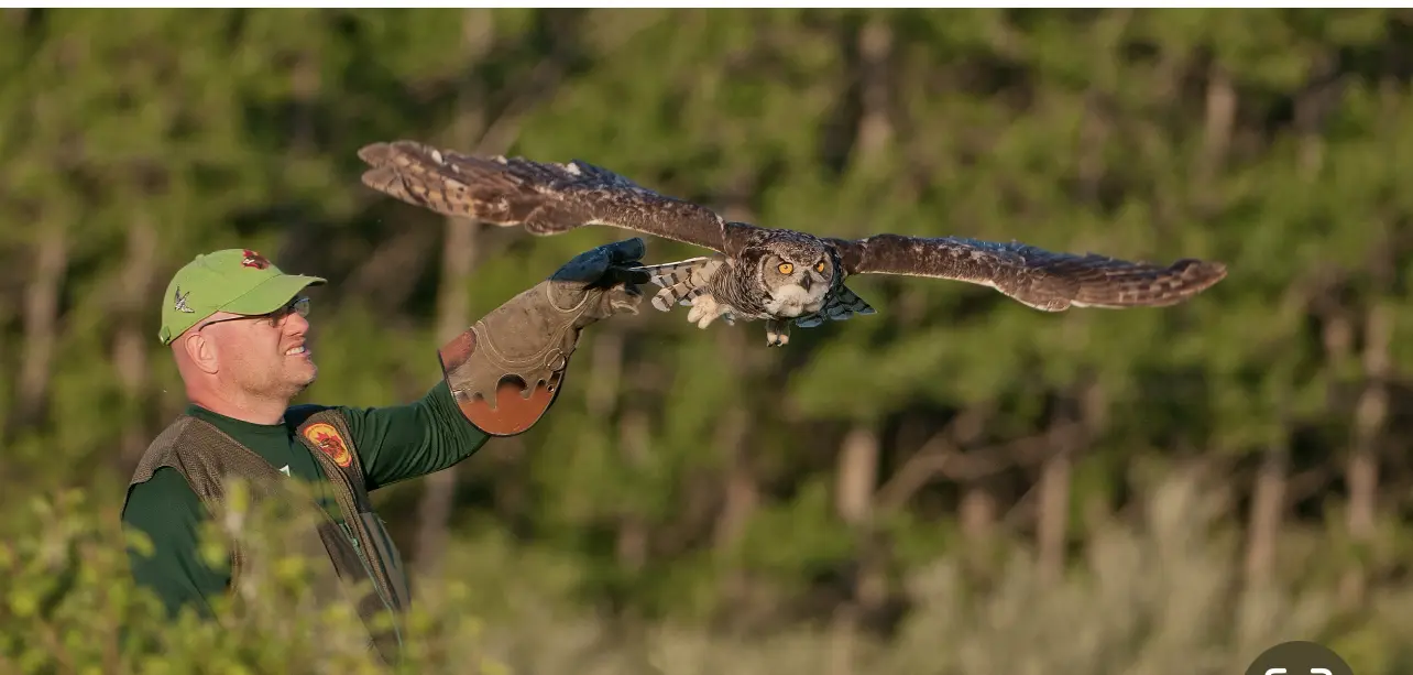Photo of a man with an owl taking flight from his arm