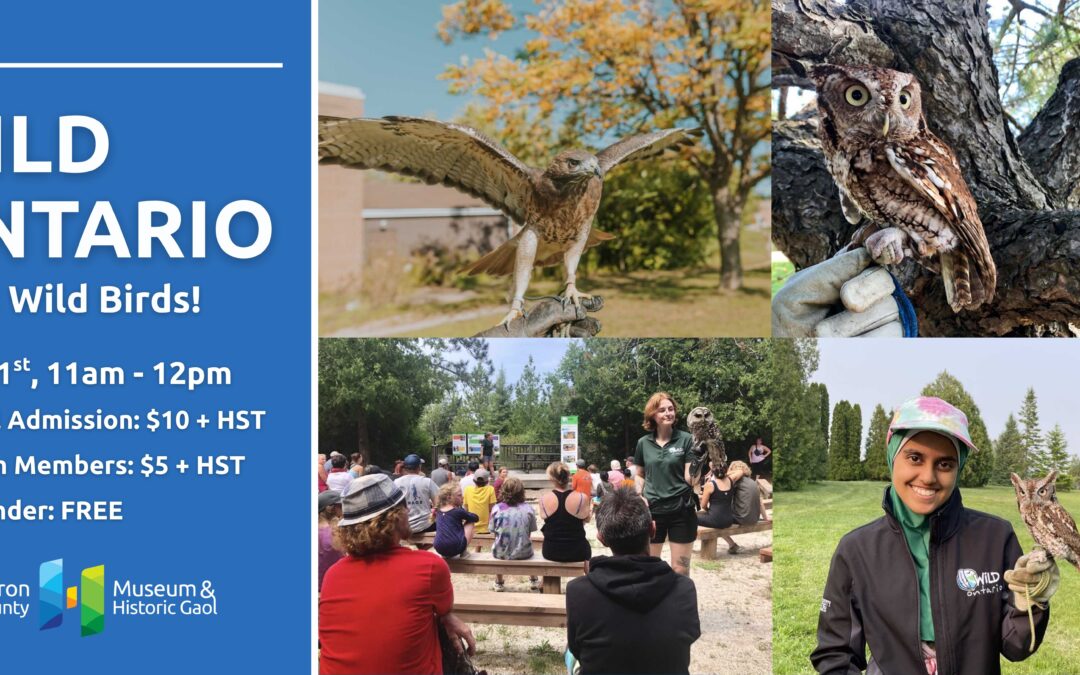 Wild Ontario: Meet Wild Birds!